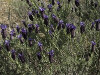 Lavandula stoechas 15, Saxifraga-Willem van Kruijsbergen
