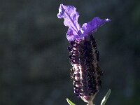 Lavandula stoechas 16, Saxifraga-Jan van der Straaten
