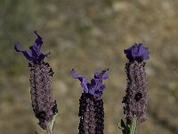 Lavandula stoechas 17, Saxifraga-Willem van Kruijsbergen