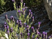 Lavandula stoechas 18, Saxifraga-Jan van der Straaten