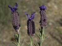 Lavandula stoechas 19, Saxifraga-Willem van Kruijsbergen