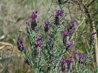 Lavandula stoechas 2, Saxifraga-Jan van der Straaten