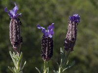 Lavandula stoechas 21, Saxifraga-Willem van Kruijsbergen