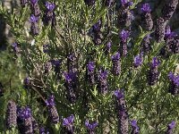 Lavandula stoechas 22, Saxifraga-Willem van Kruijsbergen