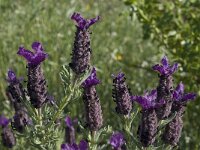 Lavandula stoechas 23, Saxifraga-Willem van Kruijsbergen