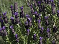 Lavandula stoechas 24, Saxifraga-Willem van Kruijsbergen