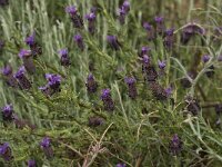 Lavandula stoechas 25, Saxifraga-Willem van Kruijsbergen