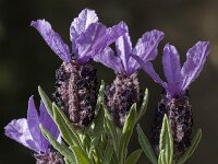 Lavandula stoechas 28, Saxifraga-Willem van Kruijsbergen