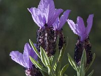 Lavandula stoechas 29, Saxifraga-Willem van Kruijsbergen