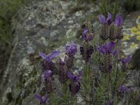 Lavandula stoechas 31, Saxifraga-Jan van der Straaten