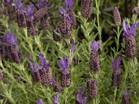 Lavandula stoechas 32, Saxifraga-Willem van Kruijsbergen
