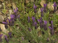 Lavandula stoechas 33, Saxifraga-Jan van der Straaten