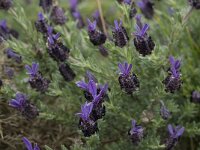 Lavandula stoechas 34, Saxifraga-Willem van Kruijsbergen