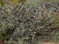 Lavandula stoechas 35, Saxifraga-Willem van Kruijsbergen