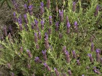 Lavandula stoechas 36, Saxifraga-Willem van Kruijsbergen