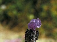 Lavandula stoechas 4, Saxifraga-Jan van der Straaten
