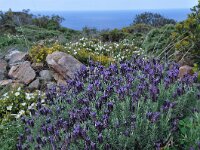 Lavandula stoechas 47, Saxifraga-Harry Jans