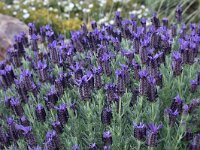 Lavandula stoechas 48, Saxifraga-Harry Jans