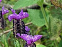 Lavandula stoechas 5, Saxifraga-Jeroen Willemsen