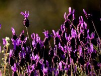 Lavandula stoechas 56, Saxifraga-Bart Vastenhouw