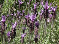 Lavandula stoechas 57, Saxifraga-Hans Grotenhuis