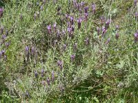Lavandula stoechas 58, Saxifraga-Hans Grotenhuis