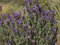 Lavandula stoechas 6, Saxifraga-Jan van der Straaten