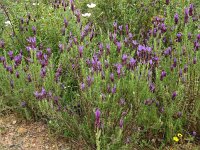 Lavandula stoechas 60, Saxifraga-Hans Grotenhuis