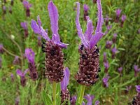 Lavandula stoechas 61, Saxifraga-Hans Grotenhuis