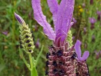 Lavandula stoechas 62, Saxifraga-Hans Grotenhuis