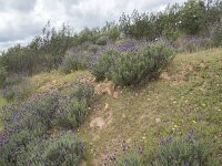 Lavandula stoechas 67, Saxifraga-Willem van Kruijsbergen