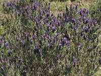 Lavandula stoechas 7, Saxifraga-Jan van der Straaten