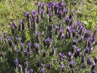 Lavandula stoechas 8, Saxifraga-Jan van der Straaten