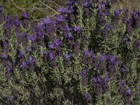 Lavandula stoechas 9, Saxifraga-Willem van Kruijsbergen