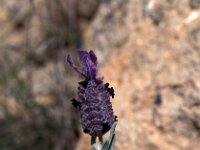 Lavandula stoechas ssp luisieri 3, Saxifraga-Jan van der Straaten