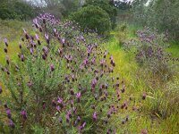 Lavandula stoechas ssp pedunculata 37, Saxifraga-Ed Stikvoort
