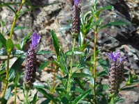 Lavandula stoechas ssp pedunculata 46, Saxifraga-Ed Stikvoort