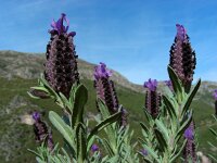 Lavandula stoechas ssp stoechas 38, Saxifraga-Ed Stikvoort