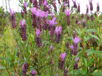 Lavandula stoechas ssp stoechas 39, Saxifraga-Ed Stikvoort