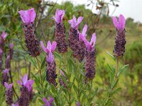 Lavandula stoechas ssp stoechas 41, Saxifraga-Ed Stikvoort