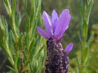 Lavandula stoechas ssp stoechas 42, Saxifraga-Ed Stikvoort