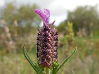 Lavandula stoechas ssp stoechas 43, Saxifraga-Ed Stikvoort