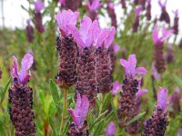Lavandula stoechas ssp stoechas 44, Saxifraga-Ed Stikvoort