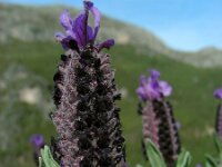 Lavandula stoechas ssp stoechas 45, Saxifraga-Ed Stikvoort