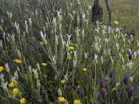 Lavandula stoechas var alba 68, Saxifraga-Willem van Kruijsbergen