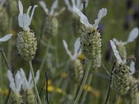 Lavandula stoechas var alba 71, Saxifraga-Willem van Kruijsbergen