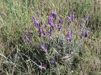 Lavendula stoechas 63, Saxifraga-Michiel Drok
