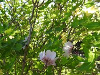 Lavatera acerifolia 4, Saxifraga-Michiel Drok