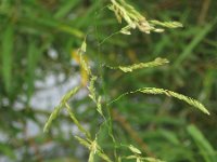 Leersia oryzoides, Rice Cutgrass