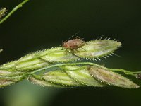 Leersia oryzoides 3, Rijstgras, Saxifraga-Rutger Barendse
